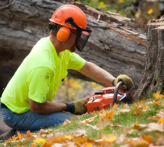 tree services Wibaux